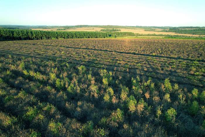 Productores yerbateros