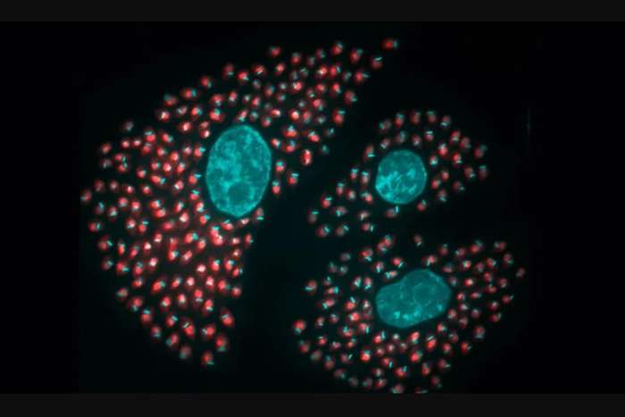 Una alternativa contra chagas