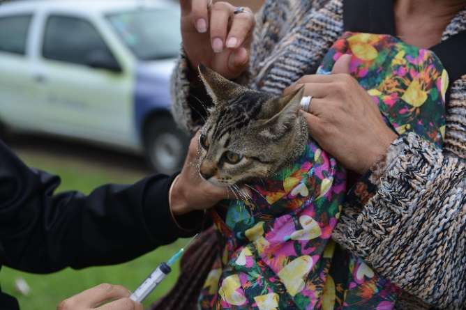 CampaÑa antirrabica