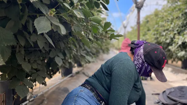 El temor de los migrantes que se esconden de las redadas en oxnard, la «capital mundial de la fresa» en california 684e469c35ac3.webp