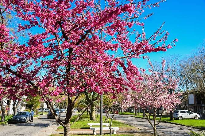 Sakura fest. invierno