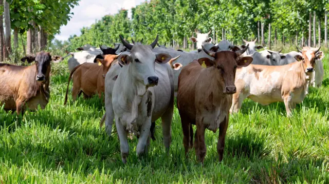 Las «supervacas» que convirtieron a brasil en el mayor exportador de carne en el mundo 68a4fb7ba1f1d.webp
