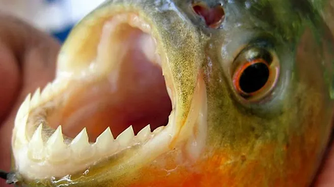 Ataques de palometas en el río Paraná